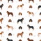 Majestic tree hound seamless pattern. All coat colors set. All dog breeds characteristics infographic