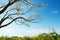 Majestic tree, intricate branches, white flowers, and blue sky on sunny day