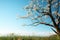 Majestic tree, intricate branches, white flowers, and blue sky on sunny day