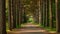 Majestic Tree-Lined Road in a Dense Forest, An entrance framed by towering pines in a secluded woodland park, AI Generated