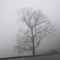 Majestic tree stands tall in a misty, foggy landscape, silhouetted against a muted sky