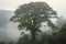 majestic tree, surrounded by fog and mist, towering above the forest canopy