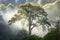 majestic tree, surrounded by fog and mist, towering above the forest canopy