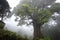 majestic tree, surrounded by fog and mist, towering above the forest canopy