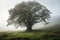 majestic tree, surrounded by misty morning air