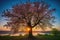 majestic tree with a view of the sunrise, sprouting leaves and blooms