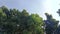 Majestic Trees and Infinite Skies captured from a captivating low angle perspective