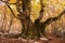 Majestic trunk of monumental beech tree of Pontone Faggio del Pontone in Passo Godi, Abruzzo