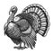 Majestic Turkey engraving sketch vector