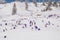 Majestic view of blooming spring crocuses poking from late snow in mountains.