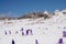 Majestic view of blooming spring crocuses poking from late snow in mountains.