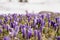 Majestic view of blooming spring crocuses poking from late snow in mountains.