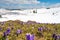 Majestic view of blooming spring crocuses poking from late snow in mountains.