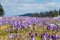 Majestic view of blooming spring crocuses poking from late snow in mountains.