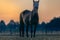 Majestic view of a brown horse with a mask standing on a field against a sunrise sky background