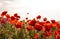 Majestic view on the poppy blooming field on a summer day