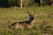 Majestic waterbuck