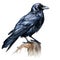 Majestic Watercolor Gothic Raven Clipart on White Background AI Generated