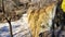 a majestic waterfall with bare winter trees, lush green plants and water flowing along Big Creek River