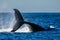 Majestic whale breaches the surface of the ocean.