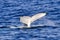 Majestic whale breaching the surface of the ocean near Sydney, Australia