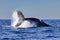 Majestic whale breaching the surface of the ocean near Sydney, Australia