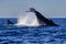 Majestic whale breaching the surface of the ocean near Sydney, Australia