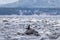 Majestic whale swimming in the tranquil beach during daytime