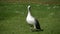 Majestic white bird on the grass