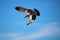 A majestic white and brown seagull in flight surrounded by blue sky with clouds at Marina Park Beach in Ventura California