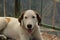 Majestic white canine with bright eyes lounging on a polished wooden floor