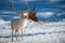 Majestic white deer stands in a pristine winter wonderland