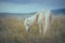 Majestic white horse standing in a lush, grassy field