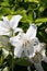 Majestic White Lilies: Elegance Amidst Verdant Greenery