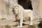 Majestic white Lion