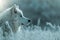 Majestic White Siberian Husky Dog Profile Portrait in a Frosty Winter Wonderland Scenery with Ethereal Blue Tones