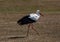 Majestic White Stork gracefully strolling through a verdant meadow