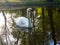 Majestic white swan swimming in still water of a lake by the reflection of trees in Royal Baths Park in Warsaw