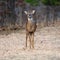 Majestic White-Tailed deer in a dry field during daytime
