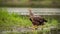 Majestic white-tailed eagle adult bird calling with beak open on a riverbank.