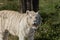 Majestic white tiger leisurely strolling in its zoo enclosure, enjoying the warm rays of the sun