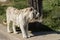 Majestic white tiger leisurely strolling in its zoo enclosure, enjoying the warm rays of the sun