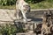 Majestic white tiger leisurely strolling in its zoo enclosure, enjoying the warm rays of the sun