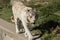 Majestic white tiger leisurely strolling in its zoo enclosure, enjoying the warm rays of the sun