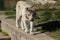 Majestic white tiger leisurely strolling in its zoo enclosure, enjoying the warm rays of the sun