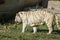 Majestic white tiger leisurely strolling in its zoo enclosure, enjoying the warm rays of the sun