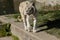 Majestic white tiger leisurely strolling in its zoo enclosure, enjoying the warm rays of the sun