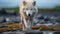 Majestic White Wolf In Moody Norwegian Landscape
