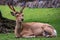 Majestic whitetail deer resting on the forest floor, its impressive antlers spread wide