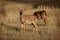 Majestic whitetail deer in a sunlit field in Finland.